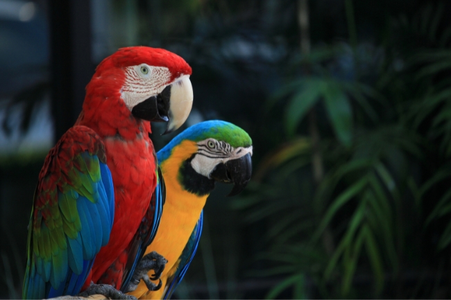 Sonhar com arara azul e arara vermelha: o que isso revela sobre seus sentimentos mais profundos