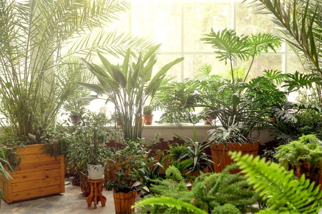 Transforme sua casa com plantas que trazem bem-estar e purificam o ar!