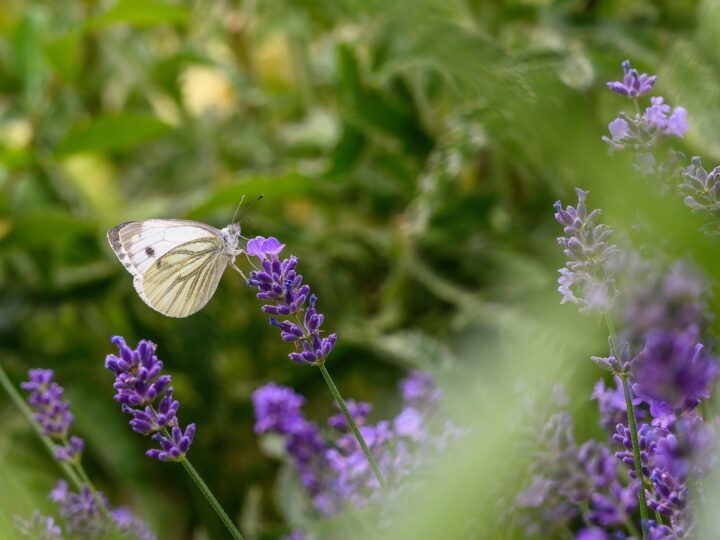 Borboleta branca significado: 6 simbolismos espirituais que vão te encantar