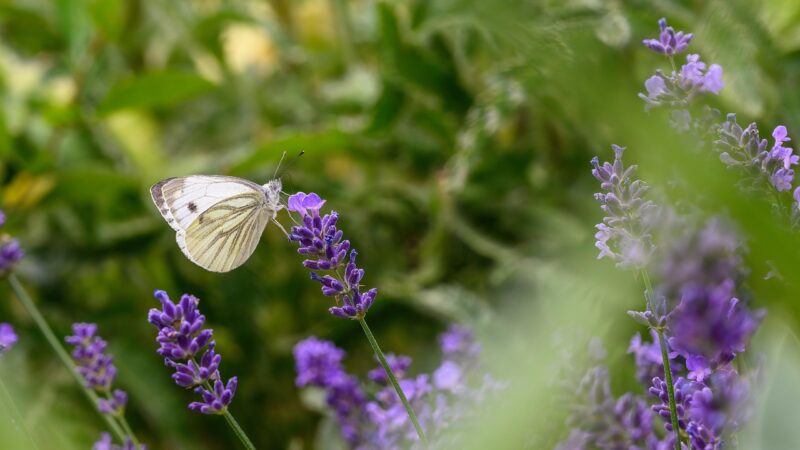 Borboleta branca significado: 6 simbolismos espirituais que vão te encantar