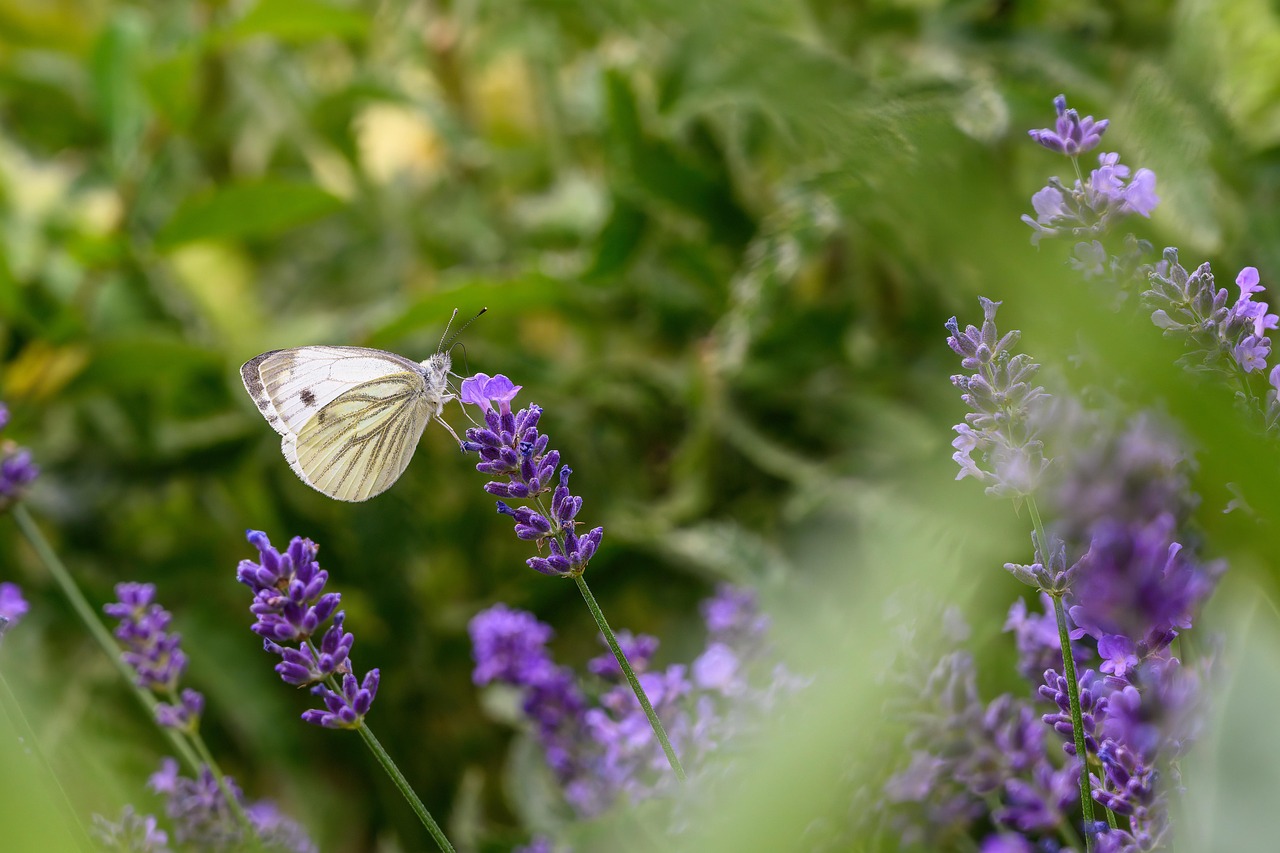 Borboleta branca significado: 6 simbolismos espirituais que vão te encantar