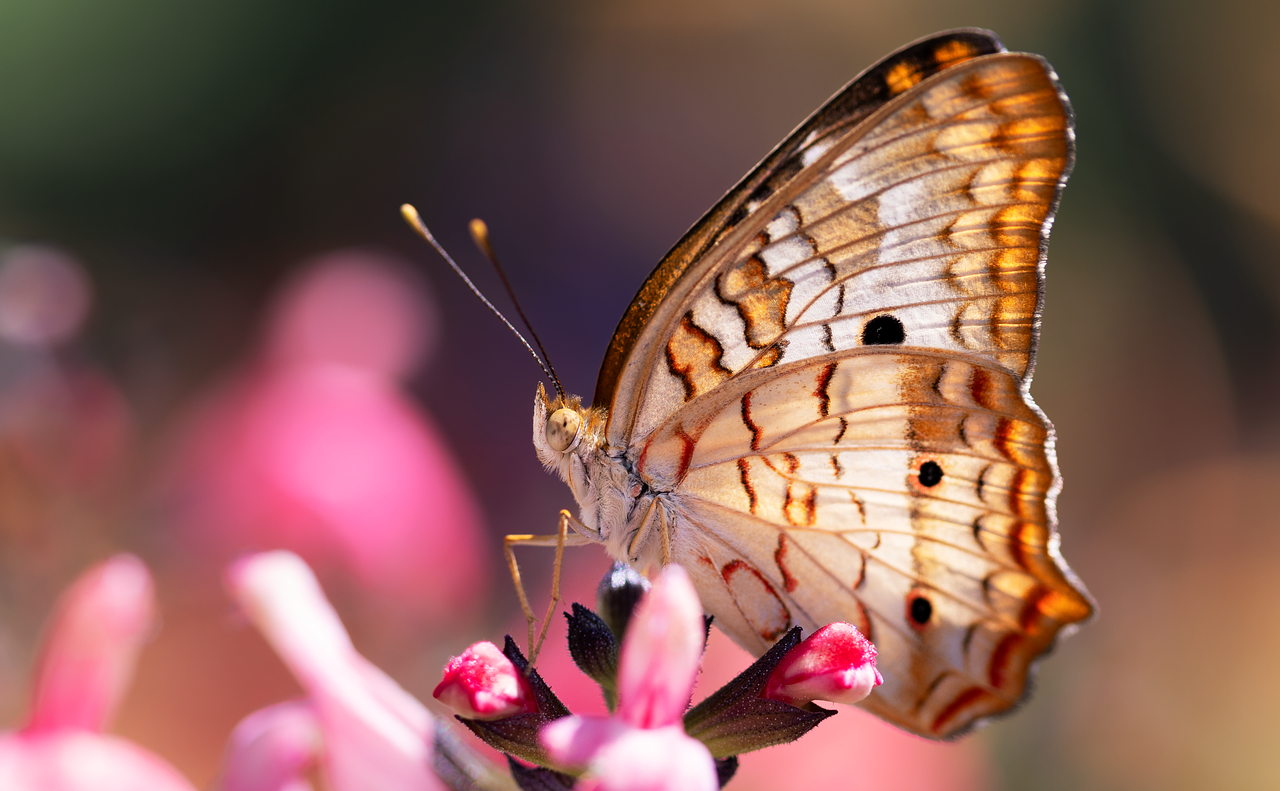 Borboleta branca significado: 6 simbolismos espirituais que vão te encantar
