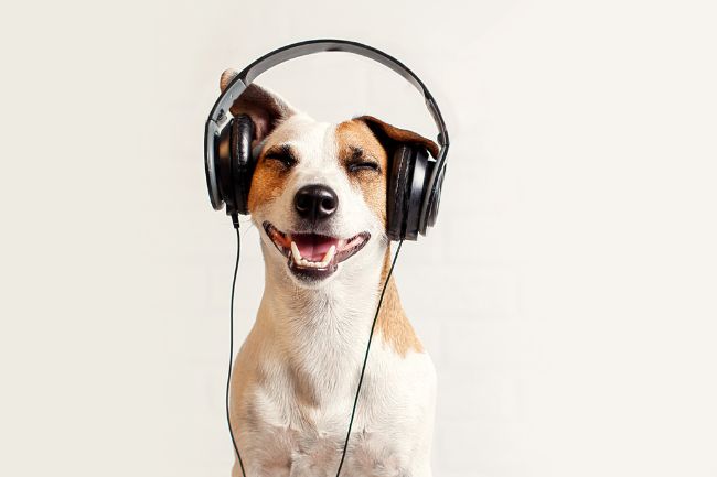 Esses 5 fones Bluetooth baratinhos entregam qualidade de som digna de top de linha