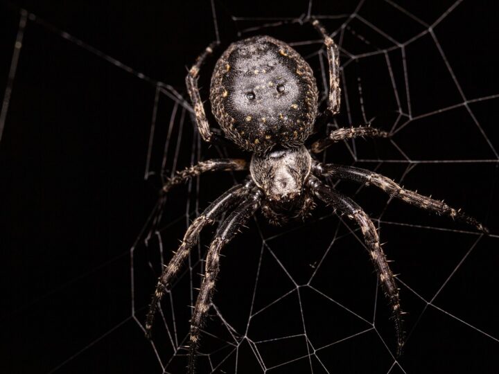 Significado de aranha dentro de casa: 6 mensagens espirituais surpreendentes