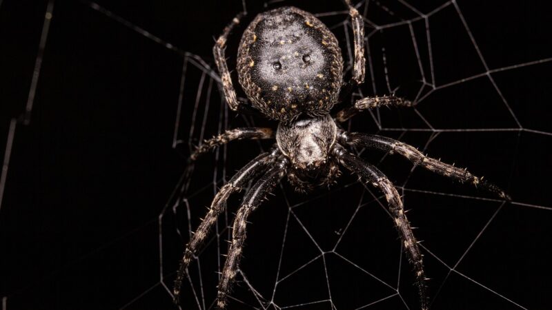 Significado de aranha dentro de casa: 6 mensagens espirituais surpreendentes
