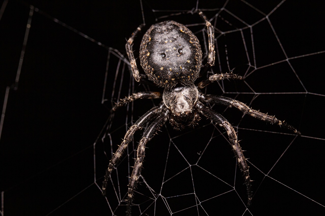 Significado de aranha dentro de casa: 6 mensagens espirituais surpreendentes