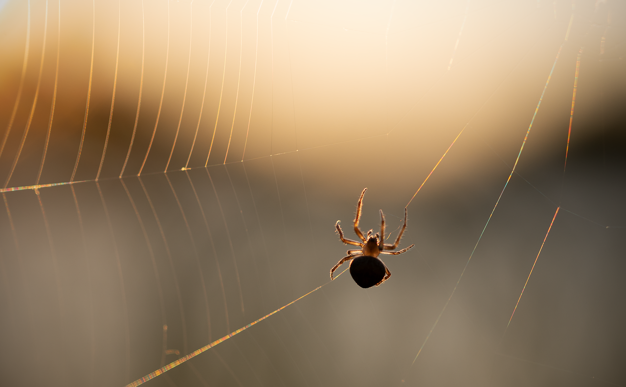 Significado de aranha dentro de casa: 6 mensagens espirituais surpreendentes