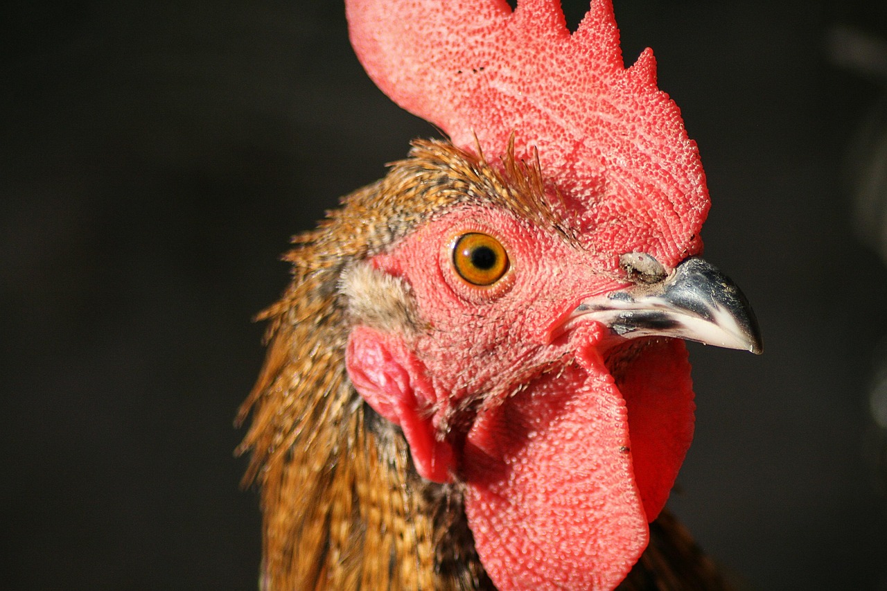 Significado de sonhar com galinha viva: 5 interpretações que vão te chocar