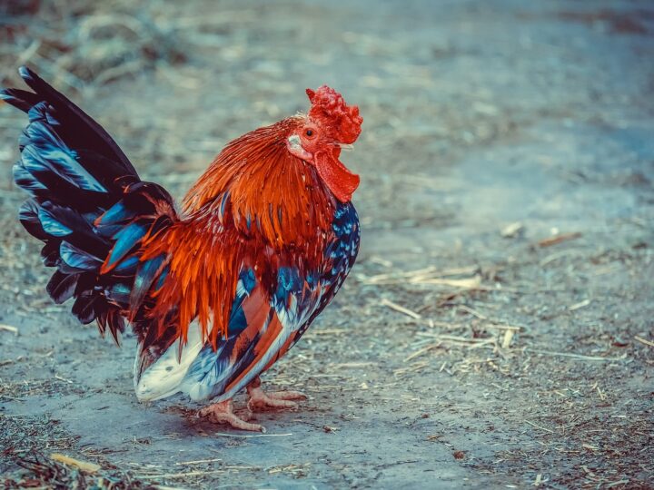 Significado de sonhar com galinha viva: 5 interpretações que vão te chocar