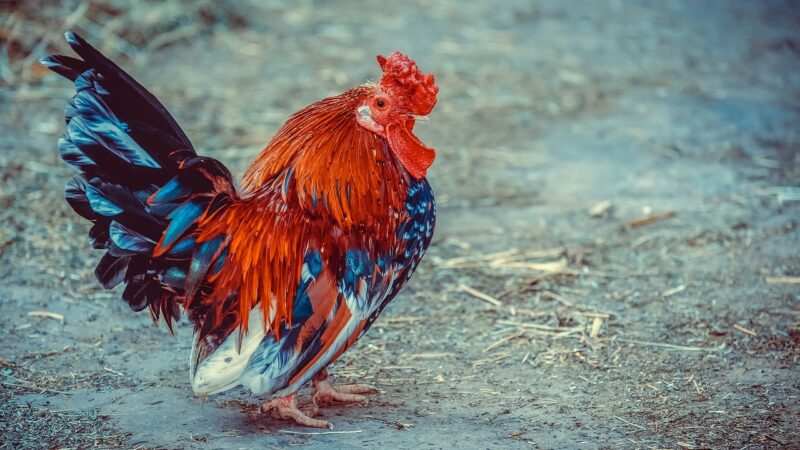 Significado de sonhar com galinha viva: 5 interpretações que vão te chocar