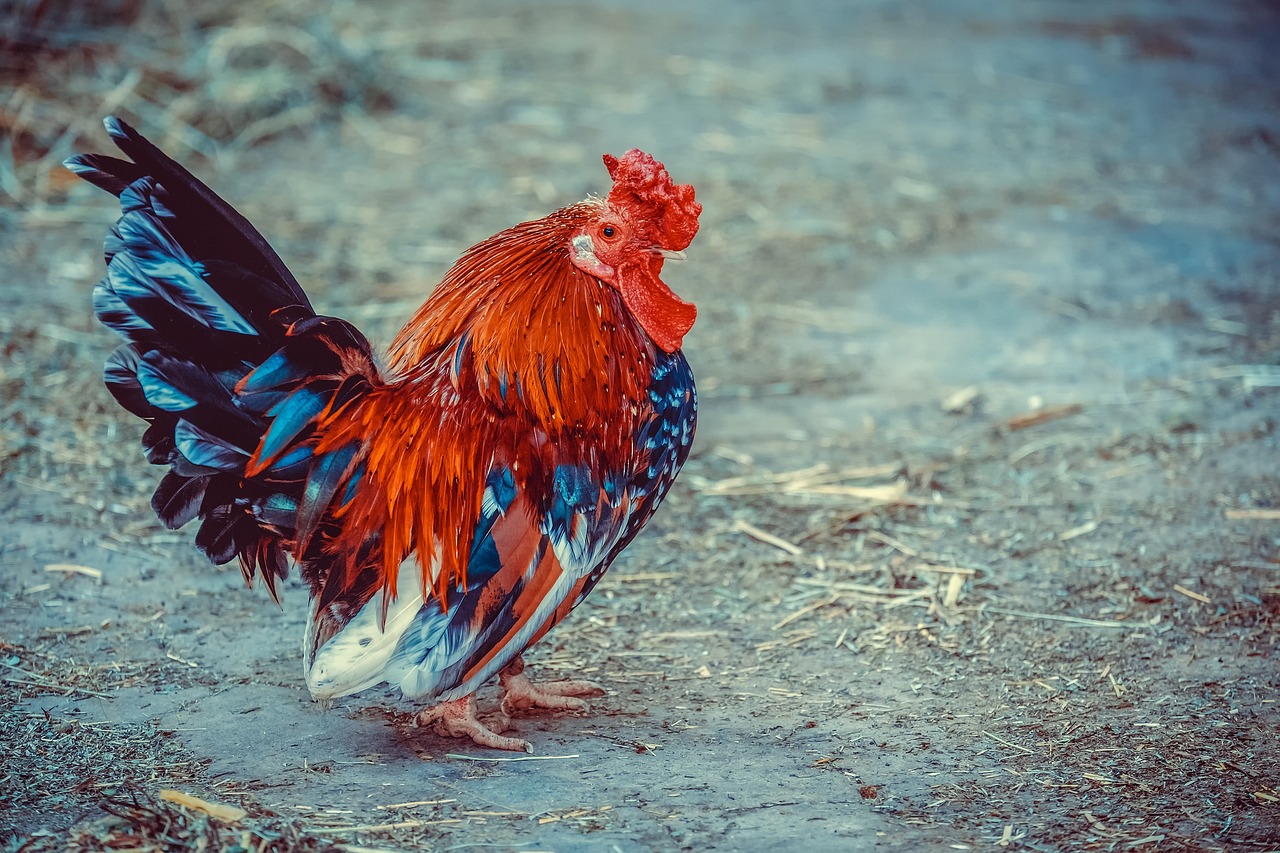 Significado de sonhar com galinha viva: 5 interpretações que vão te chocar
