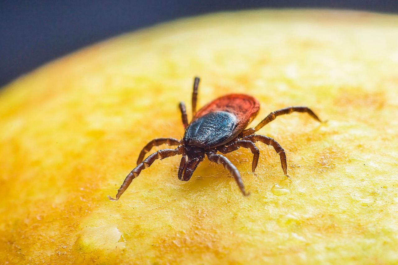 Sonhar com carrapato o que significa: 7 interpretações surpreendentes do seu sonho