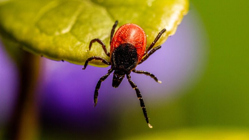 Sonhar com carrapato o que significa: 7 interpretações surpreendentes do seu sonho