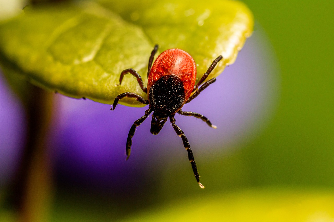 Sonhar com carrapato o que significa: 7 interpretações surpreendentes do seu sonho