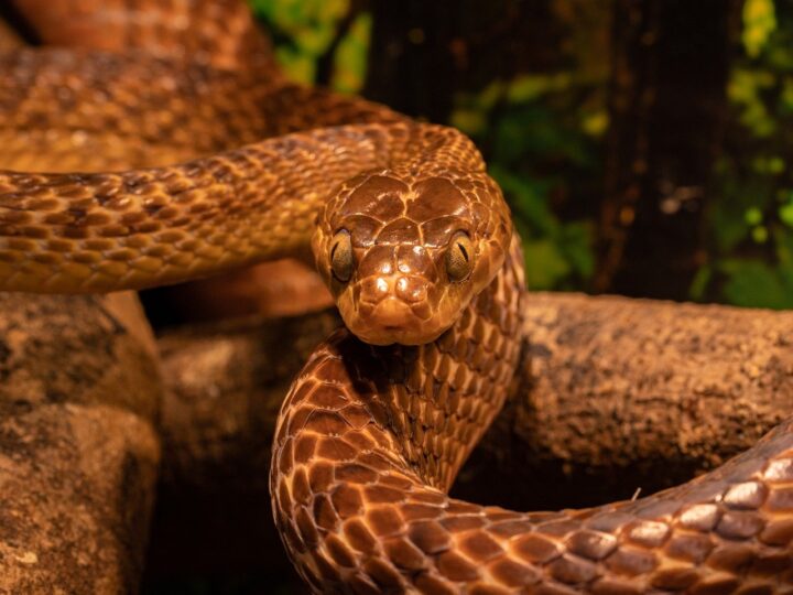 Sonhar com cobra rosa: 5 significados únicos que vão te surpreender