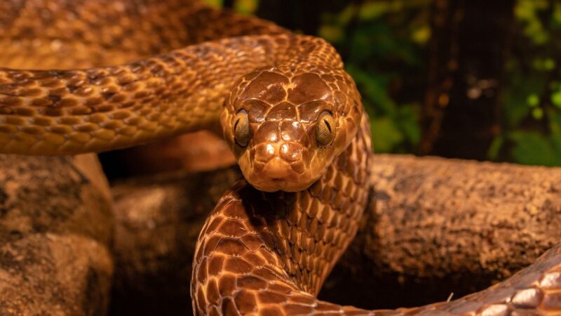 Sonhar com cobra rosa: 5 significados únicos que vão te surpreender