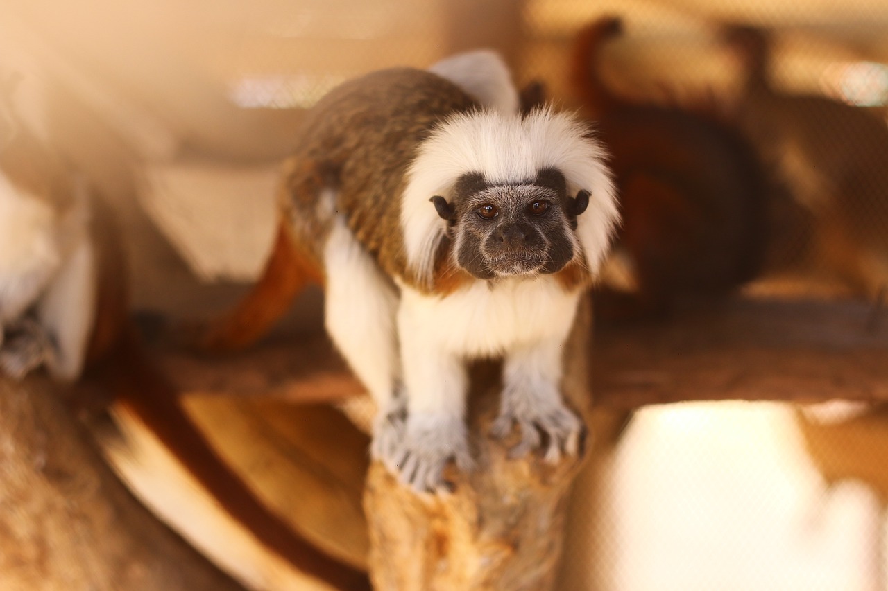 Sonhar com macaco atacando: 5 áreas da sua vida que precisam de atenção