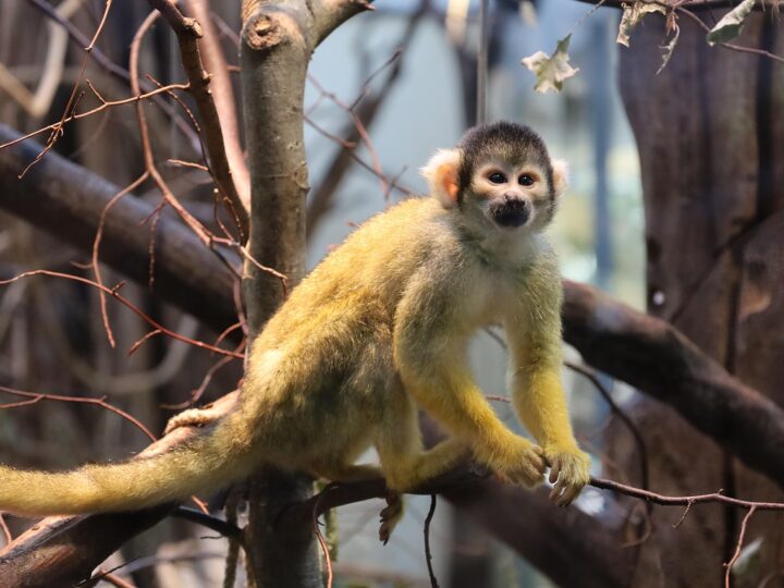 Sonhar com macaco atacando: 5 áreas da sua vida que precisam de atenção