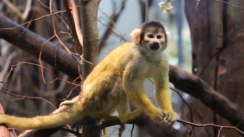Sonhar com macaco atacando: 5 áreas da sua vida que precisam de atenção