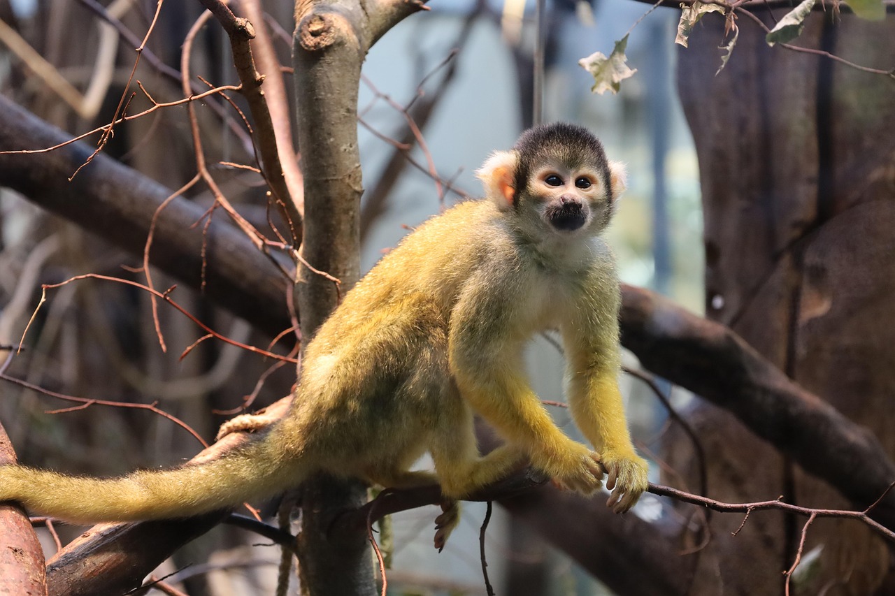 Sonhar com macaco atacando: 5 áreas da sua vida que precisam de atenção