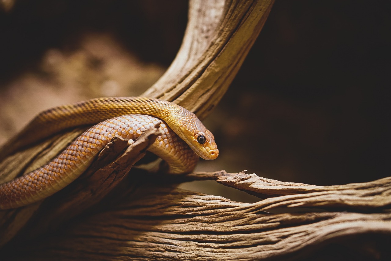 Sonhar matando cobra: 5 interpretações poderosas que você não pode ignorar