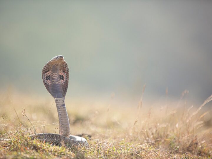 Sonhar matando cobra: 5 interpretações poderosas que você não pode ignorar
