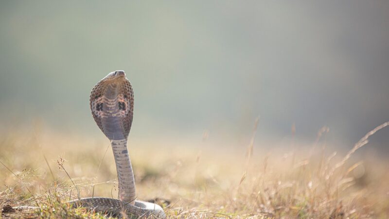 Sonhar matando cobra: 5 interpretações poderosas que você não pode ignorar