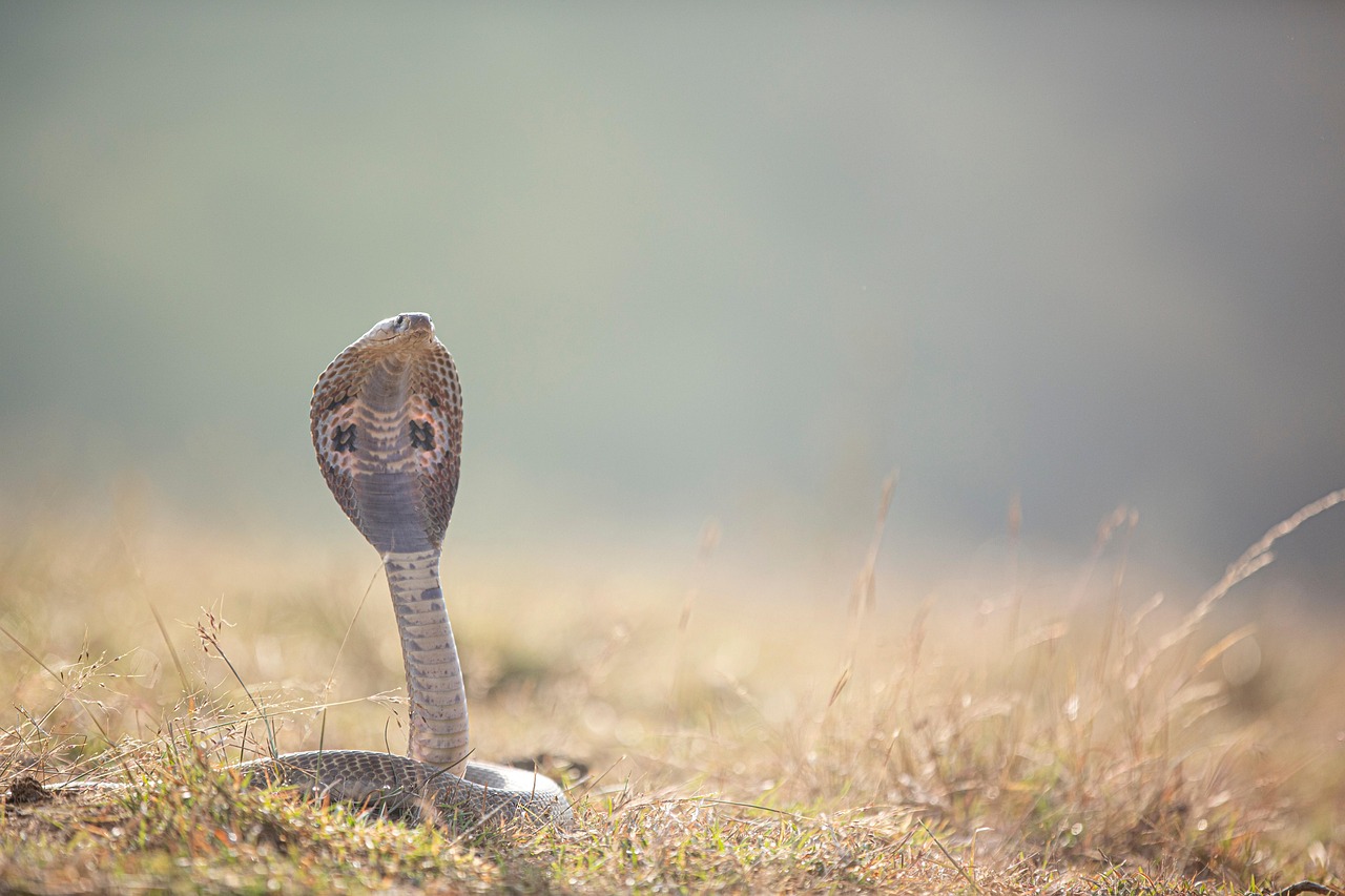 Sonhar matando cobra: 5 interpretações poderosas que você não pode ignorar