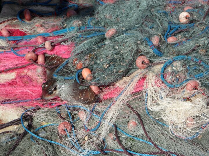 Sonhar pegando peixe com a mão: 5 significados que vão te encantar hoje