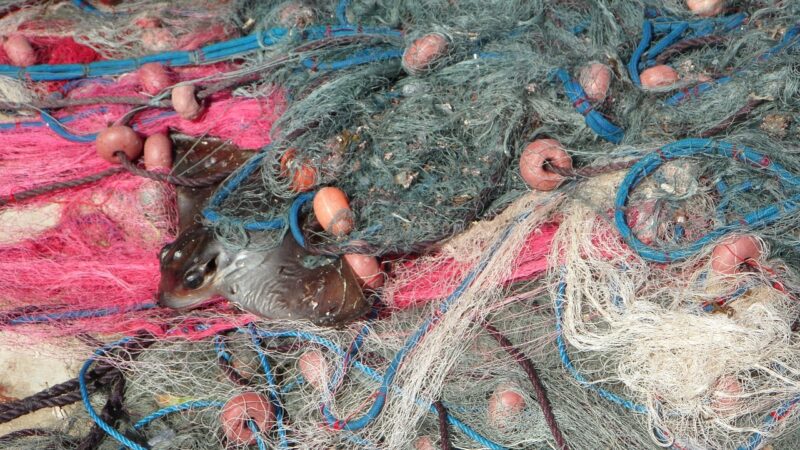 Sonhar pegando peixe com a mão: 5 significados que vão te encantar hoje