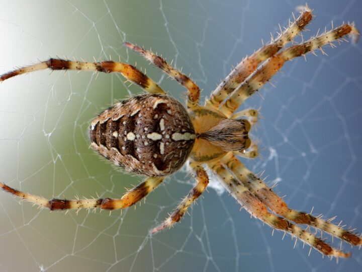 Aranha dentro de casa: 5 significados espirituais que vão te surpreender