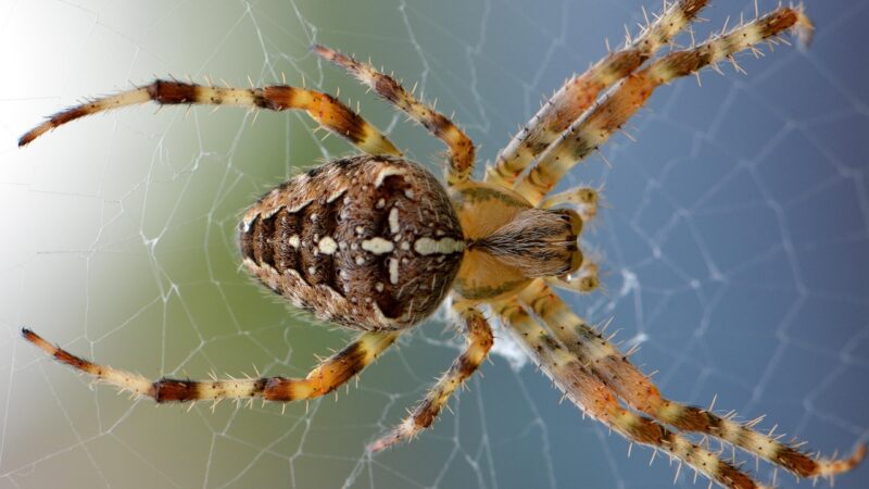 Aranha dentro de casa: 5 significados espirituais que vão te surpreender