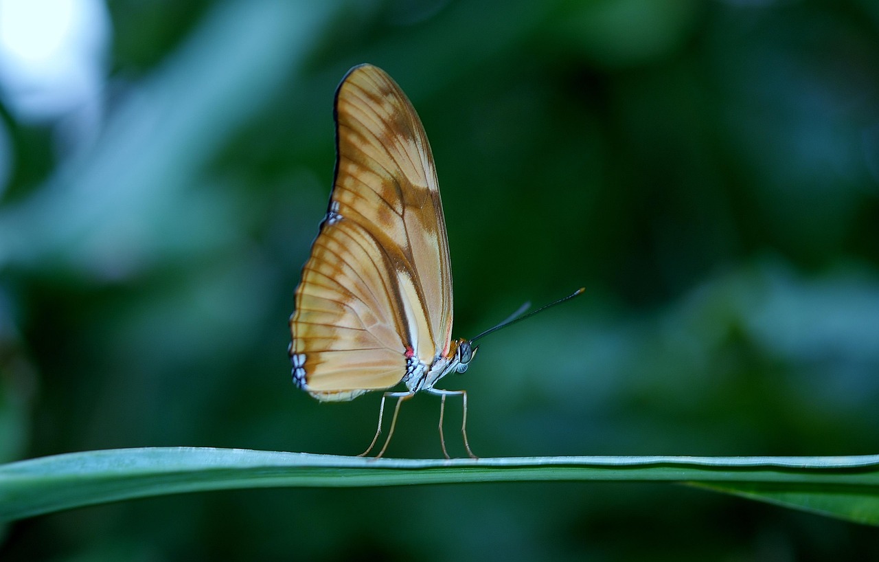 Borboleta bege significado: 5 simbolismos raros que vão te surpreender