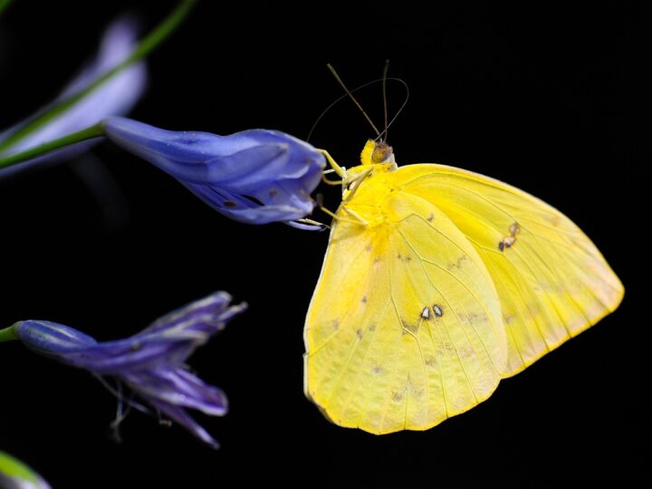 Borboleta bege significado: 5 simbolismos raros que vão te surpreender