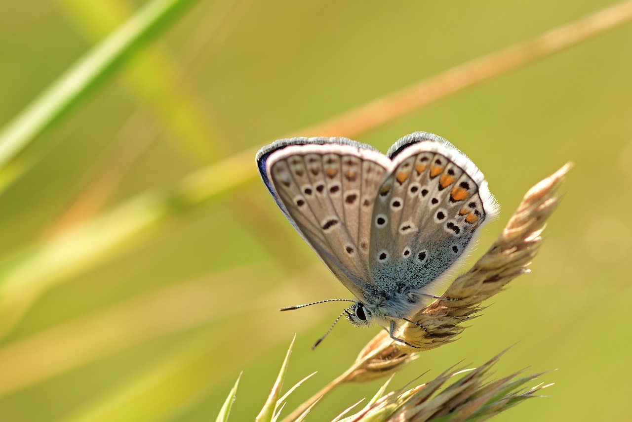 Borboleta cinza significado: 5 mensagens sutis que você não pode ignorar