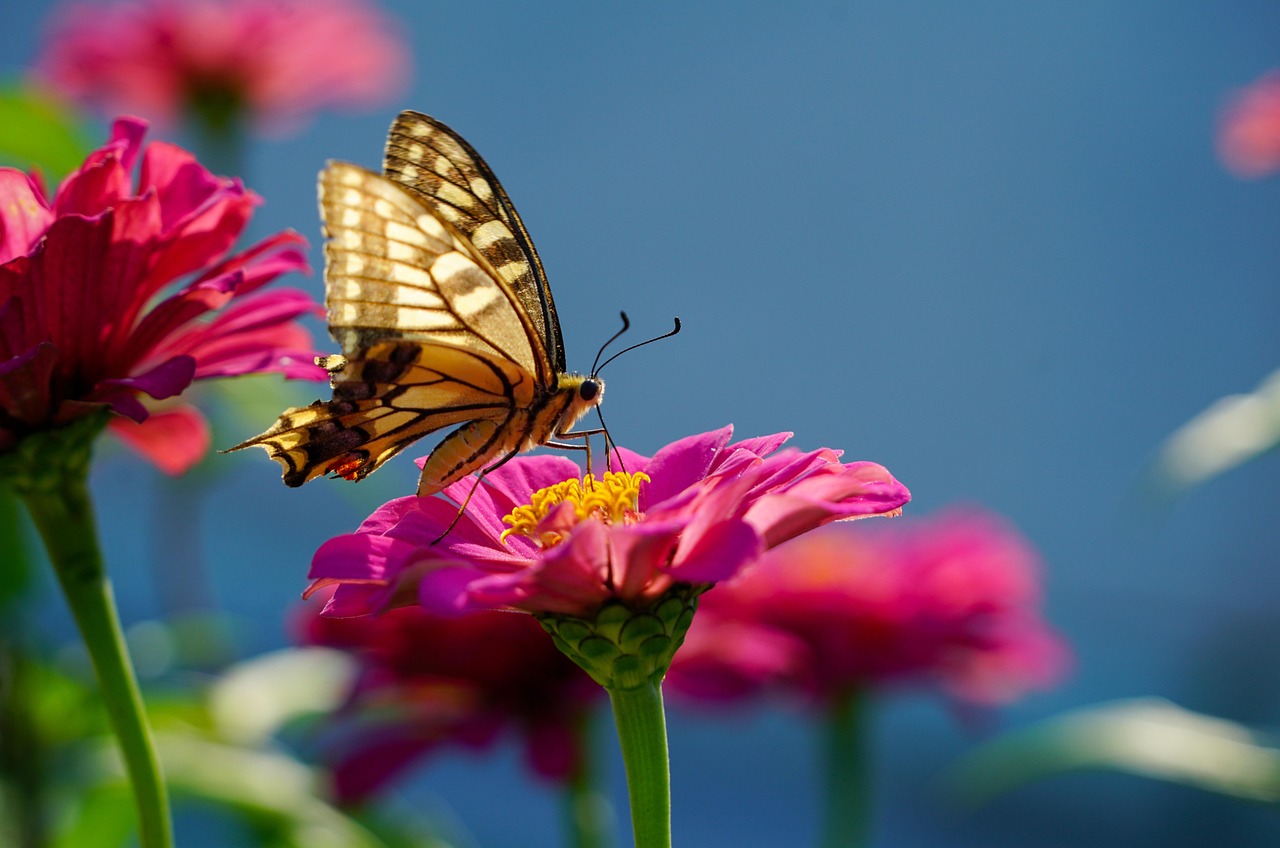 Borboleta dentro de casa: 5 significados espirituais que vão te encantar