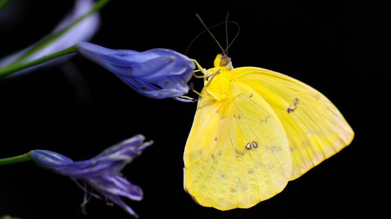 Borboleta dentro de casa: 5 significados espirituais que vão te encantar