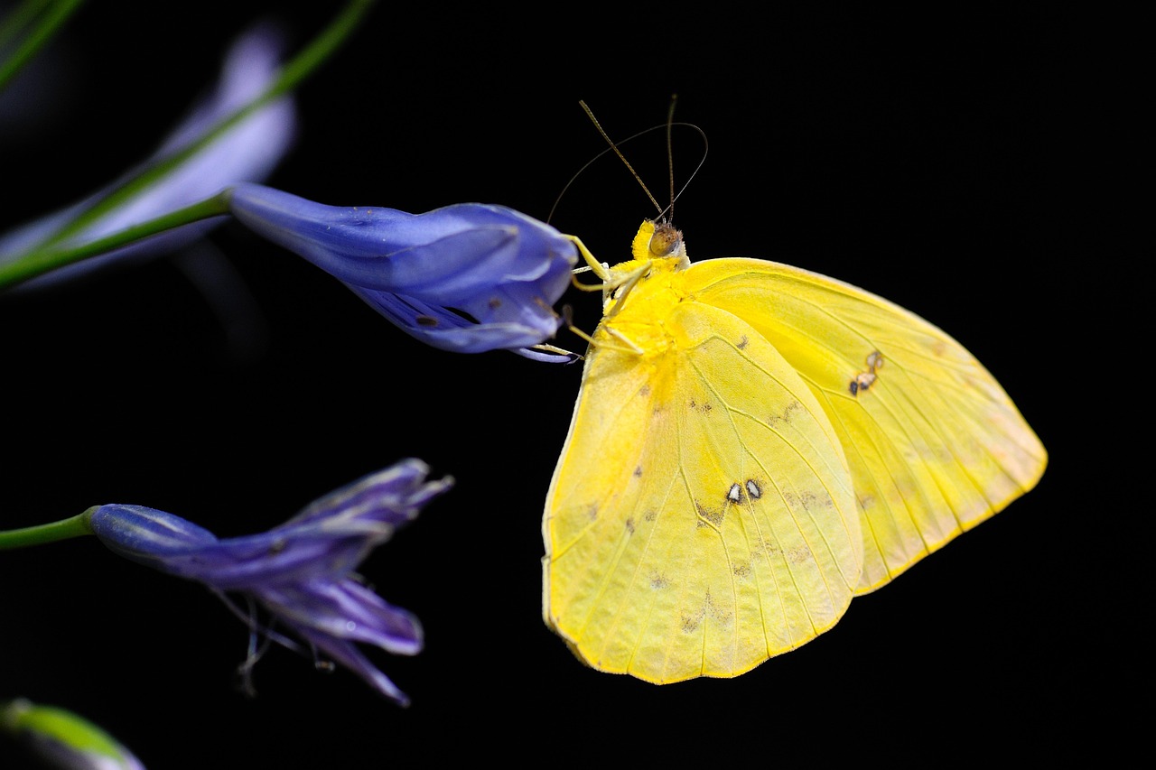 Borboleta dentro de casa: 5 significados espirituais que vão te encantar