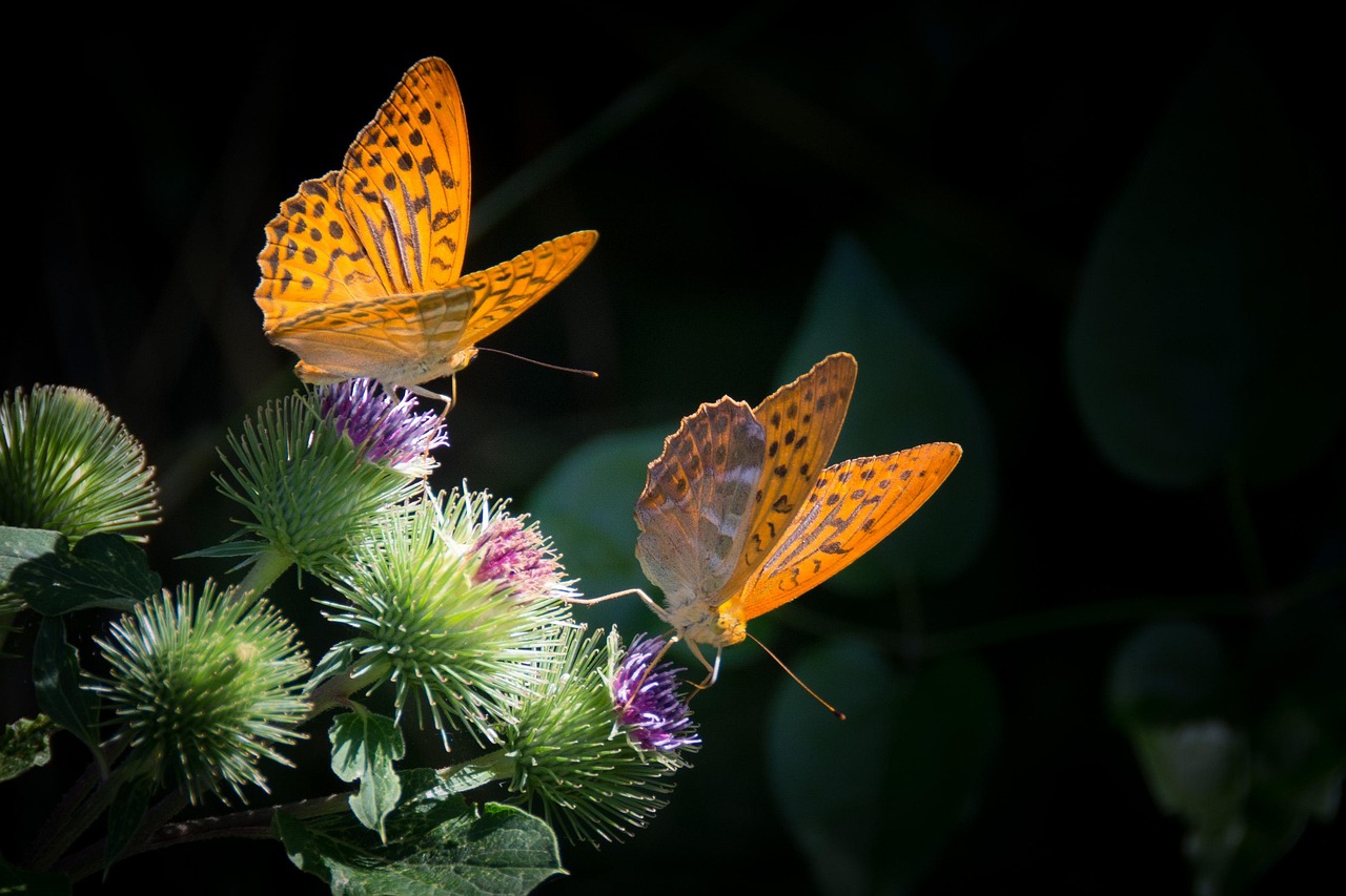 Borboleta preta e vermelha significado: 5 mensagens espirituais impactantes