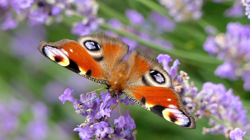 Borboleta preta e vermelha significado: 5 mensagens espirituais impactantes