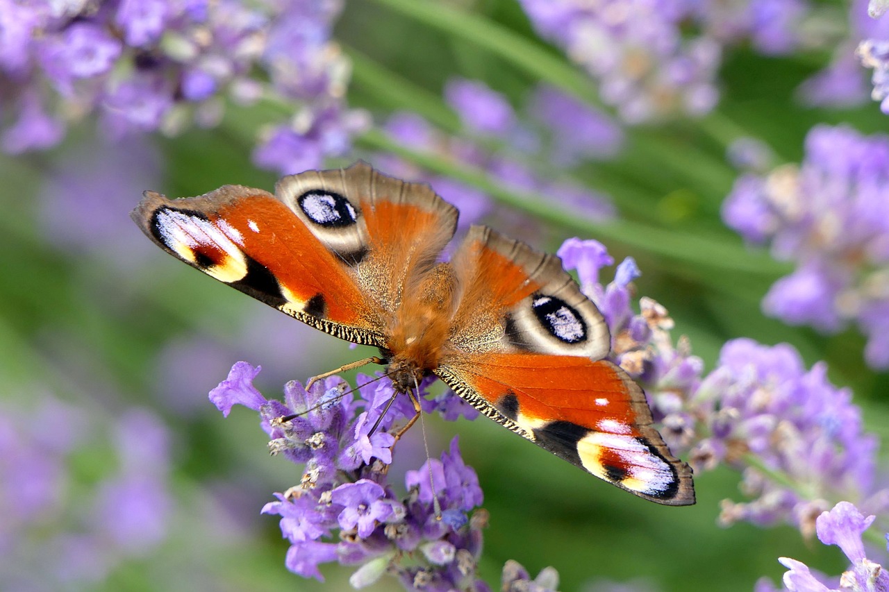 Borboleta preta e vermelha significado: 5 mensagens espirituais impactantes