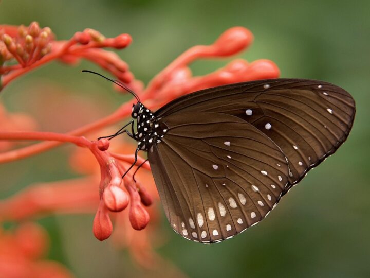 Borboleta preta na Bíblia: 5 símbolos espirituais que vão te surpreender