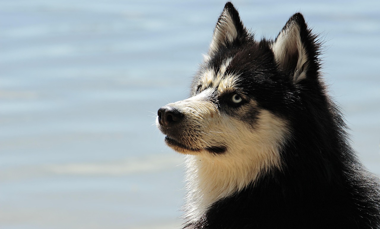 Cachorro mais bravo do mundo: 5 raças que impressionam pela coragem