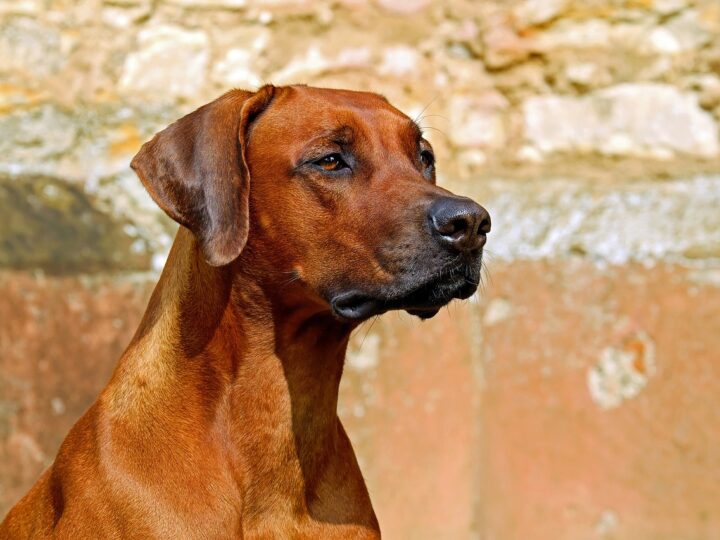 Cachorro mais bravo do mundo: 5 raças que impressionam pela coragem