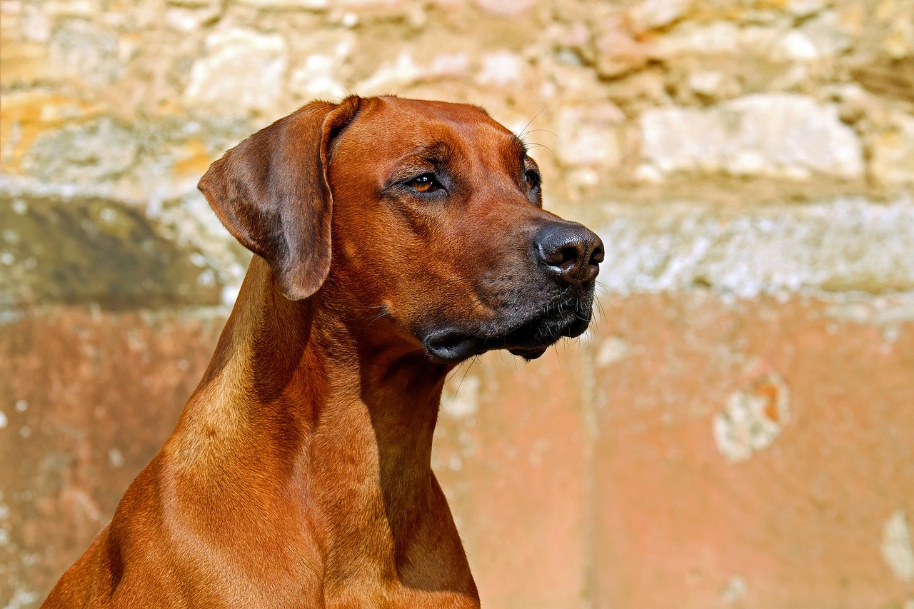 Cachorro mais bravo do mundo: 5 raças que impressionam pela coragem