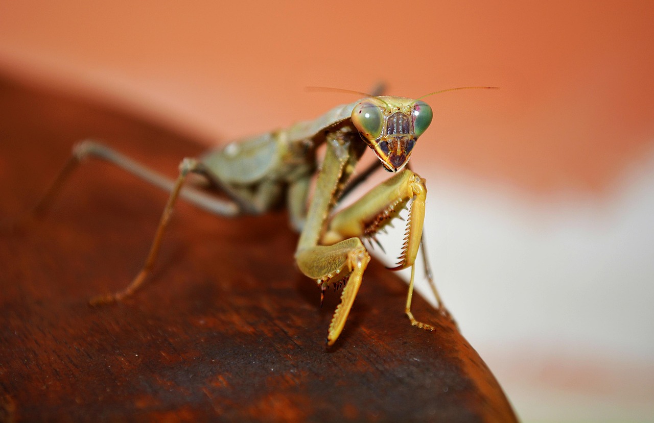 Grilo verde significado: 5 simbolismos que trazem sorte e renovação