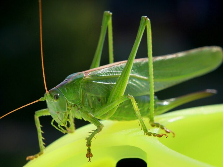 Grilo verde significado: 5 simbolismos que trazem sorte e renovação