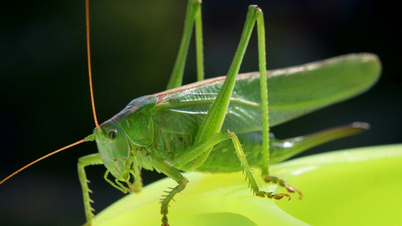 Grilo verde significado: 5 simbolismos que trazem sorte e renovação
