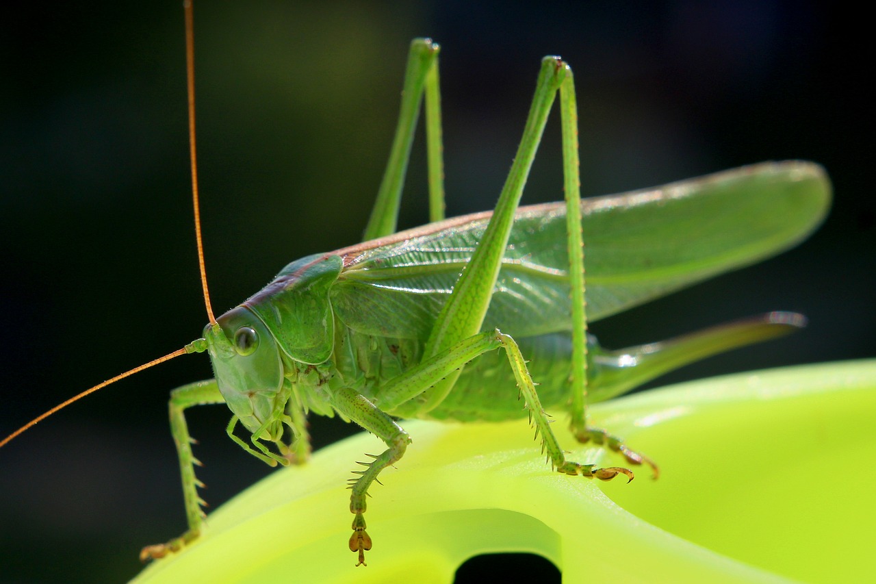 Grilo verde significado: 5 simbolismos que trazem sorte e renovação