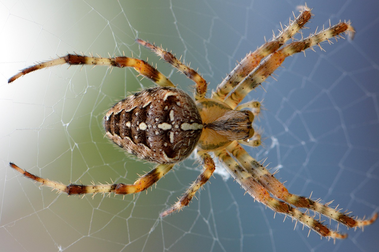 Sonhar com aranha preta: 5 significados misteriosos que vão te intrigar agora
